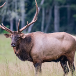 Elk on Vancouver Island 